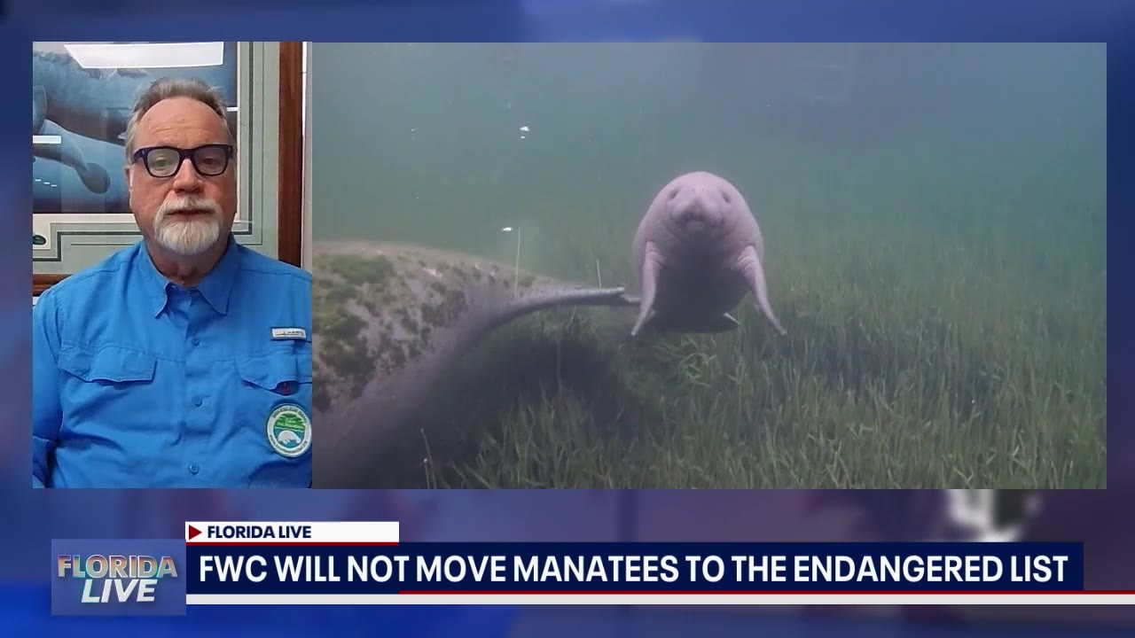 Manatees will not be added to the endangered list